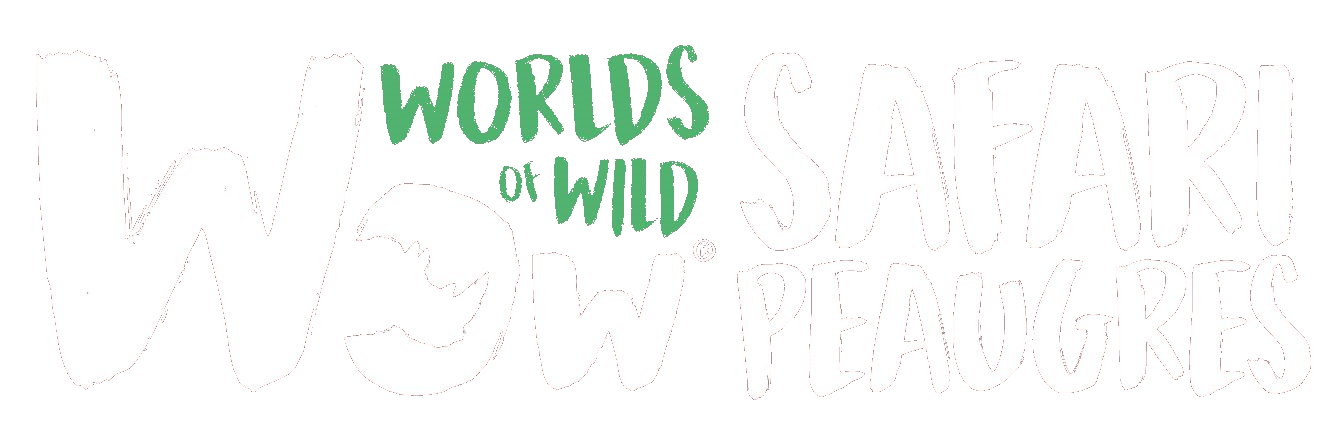 LOGO SAFARI